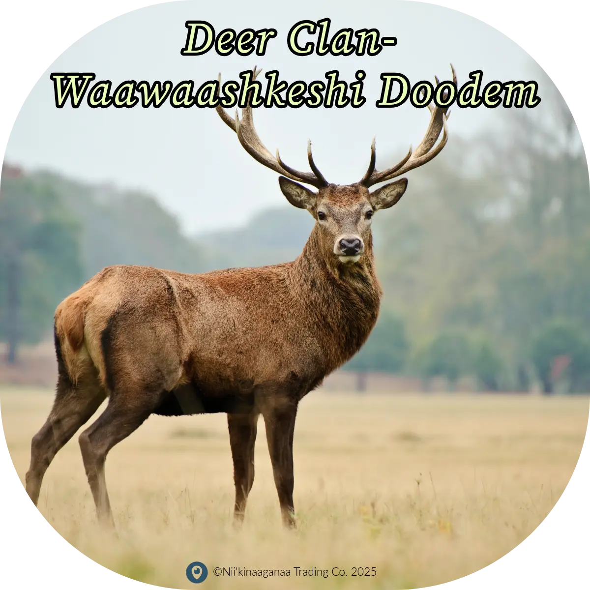 Custom Designed T-Shirt 'Deer Clan-Waawashkeshi Doodem' Nii’kinaaganaa Trading Co.